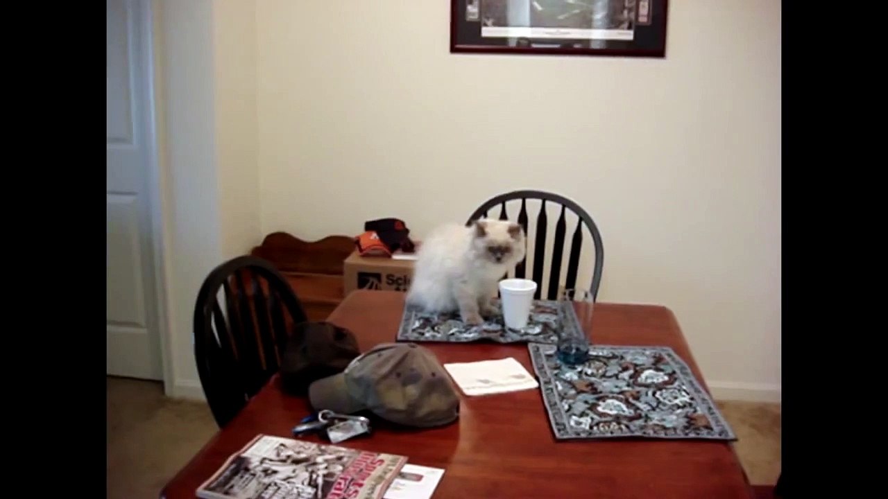 CAT FAILS-h6mlNiDkHXA