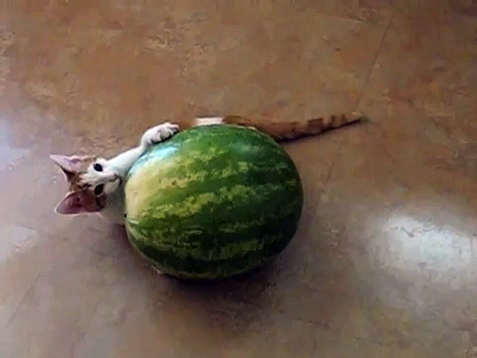 Kitten vs. Watermelon-0vmoZEaN_-o