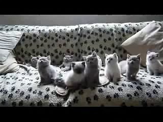 Techno Kittens-I-VfjutIg8s