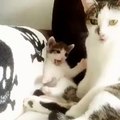 Annesini taklit etmeye çalışan yavru kedinin şirin halleri izleyenleri izleyenleri gü