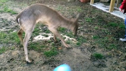 Baby Deer Can't Figure Out How to Play With a Ball
