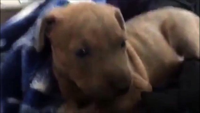 Ce petit chiot pense que son papa est triste. Alors il fait CECI...