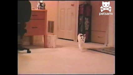 Acrobatic cat does amazing backflip-JkW0vtV3mXY