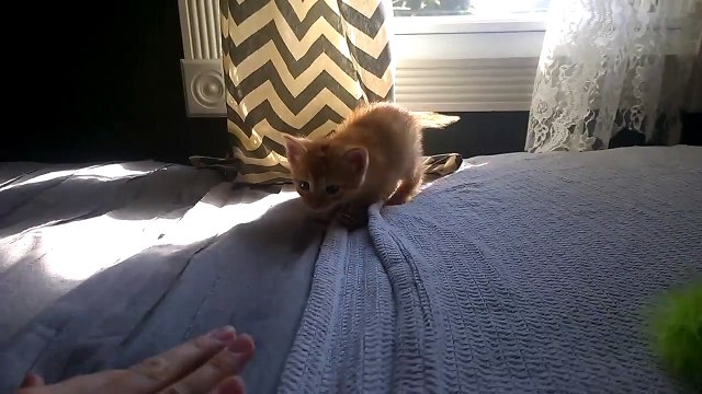 Update: Motorcyclist Ran into Busy Intersection to Save Kitten