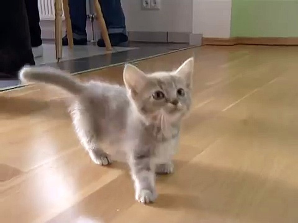 Cute munchkin baby kitten talks too much-YZs3EADi2pQ