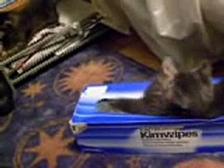 Quick Clip...short conclusion to kitty and his box-nwoPYVMg2sA