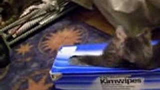Quick Clip...short conclusion to kitty and his box-nwoPYVMg2sA