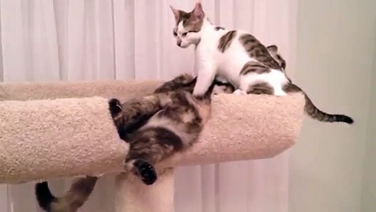 Kittens-DdKAdSK9sfo