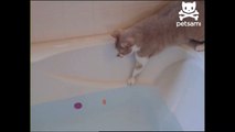 Curious cat clumsily slips into bathtub-SyHPrl1r5wU