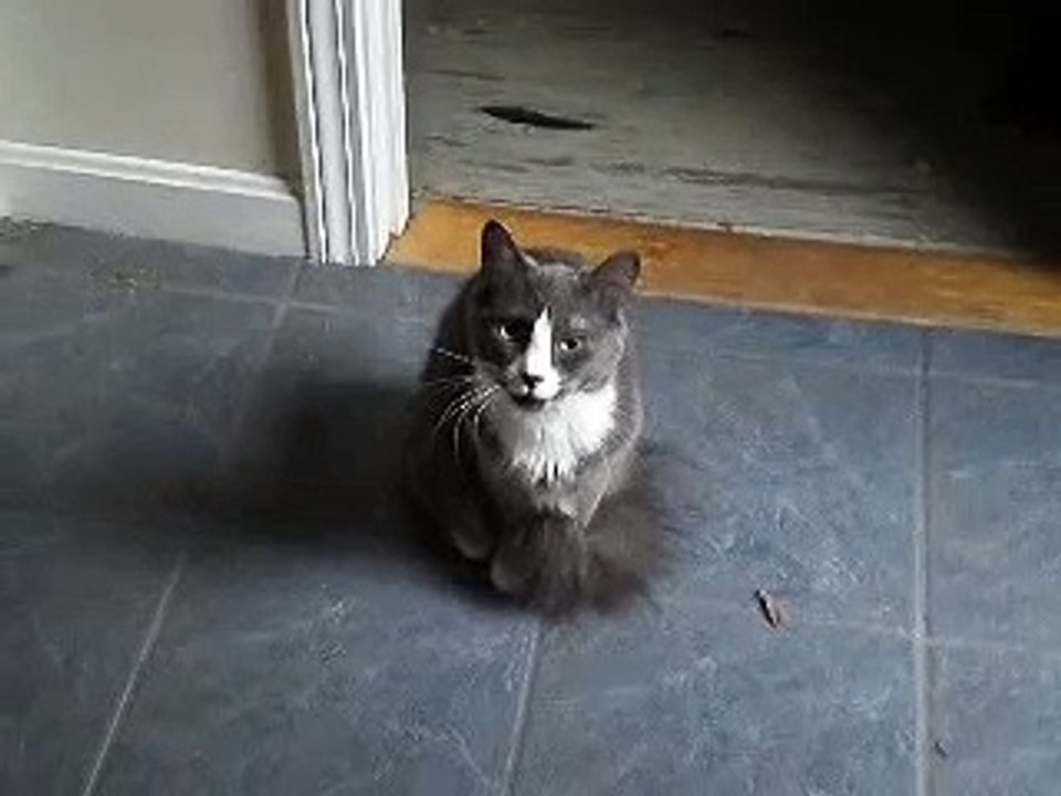 cat meows uncontrollably-ujLt4GqMdF8