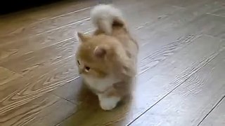 Fluffy Kitten Is Confused-HECa3bAFAYk