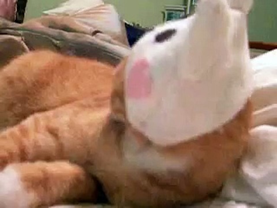 Kitty helmet!-tBgxYNcHnZU