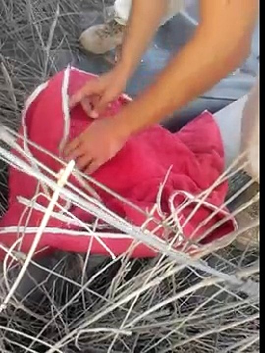 Un Homme Sauve Un Chat D'un Bassin De Rétention Froid - Part 2