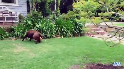 Dogs Playing Soccer - Football Compilation