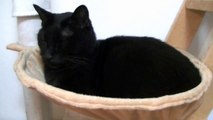 実はバスケットが気に入っていた黒猫（面白い＆可愛い子猫）The black cat which relaxes by a basket