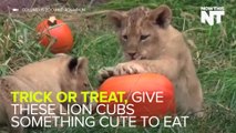 Watching Lion Cubs Play With Pumpkins Is A Halloween Treat
