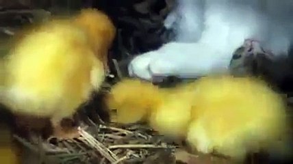 Cat Feeding Ducklings