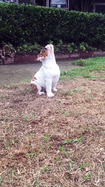 Ce bulldog anglais découvre la pluie. Réaction hilarante!