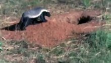 honeybadger1