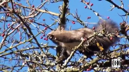 La importancia del bosque. ( Felix Rodriguez de la fuente)
