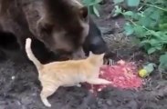 Кот и Медведь никак не поделят еду ! Прикол !