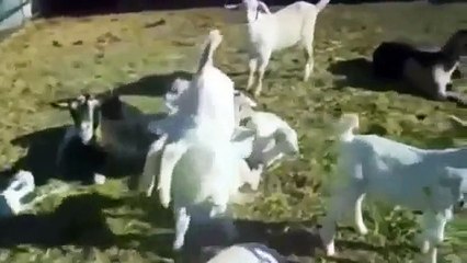 funny videos funny videos funny videos donald trump