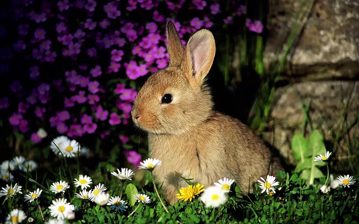 Breathtaking Wallpapers of Wild Life