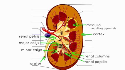 Kidney disease - Internal structure of the Kidney - Anatomy Tutorial