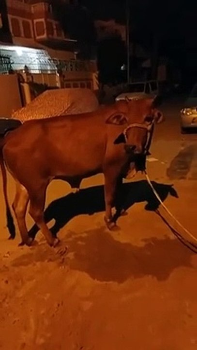 Beautiful Cow