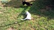 Chiens et chats mignons jouant ensemble Compilation NEW HD