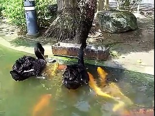 Swan feeding to Fish - Awesome