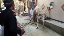 Camel Enjoying The Naat Of Hazrat Muhammad(SAW)