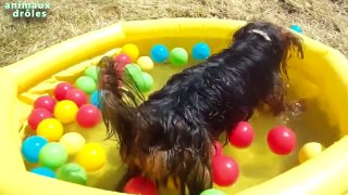 Chiens drôles jouer au ballon dans la piscine Compilation 2014