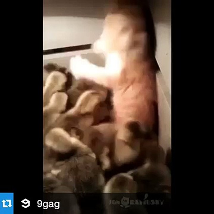 funny video 2016