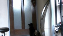 黒猫、リビングからの脱出（面白い＆可愛い子猫）escape from a black cat and a living room