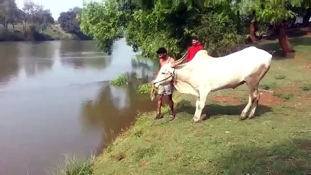 La reazione di questa mucca appena vede per la prima volta una fossa d'acqua vi lascerà senza parole