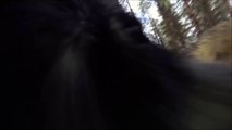 Wolf attack dog, all filmed with gopro attached to dog