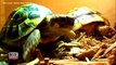 Cute : Deux tortues jumelles sortent de l'oeuf !