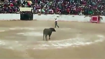 Un Taureau saute dans le Public après avoir reçu un Projectile lancé par un Spectateur