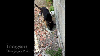 Cão encontra drogas em Linhares