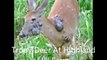 A WTF Buck Trophy Deer Hunt In Bucks County