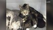 Mother cat breaks into vet clinic to be with her abandoned kittens