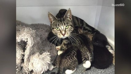 Mother cat breaks into vet clinic to be with her abandoned kittens