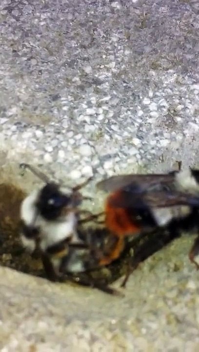 The most interesting bees - short version