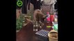 Cat drinking Water with his Paw gets tricked with empty glass