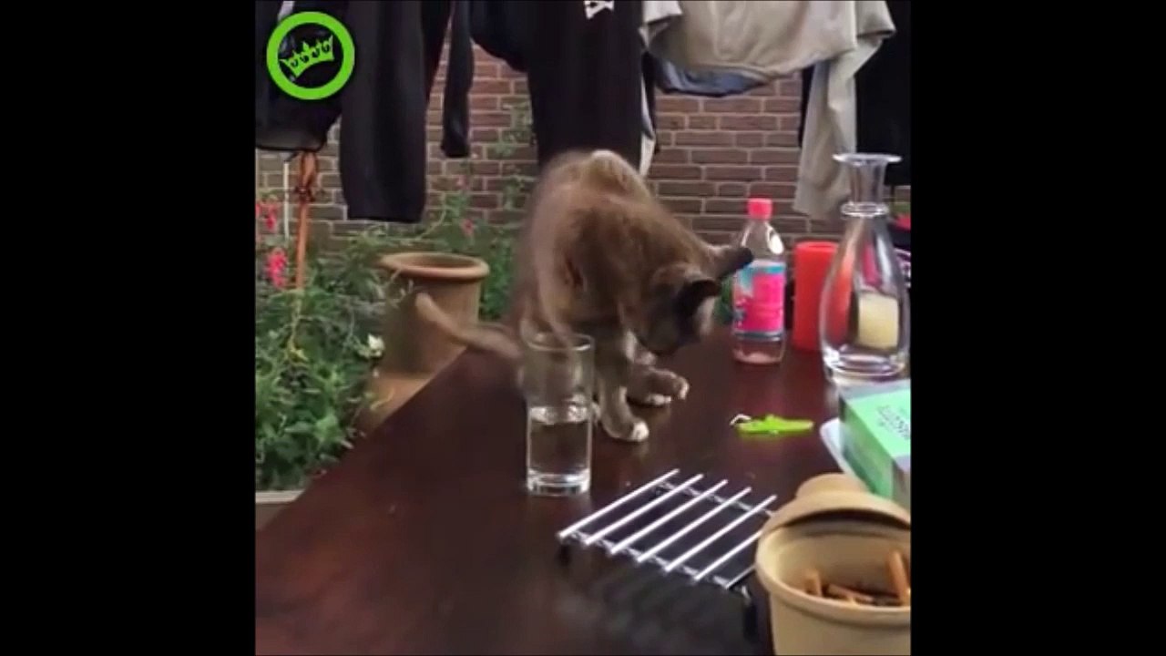 Chat piégé par son maitre... Hilarant!