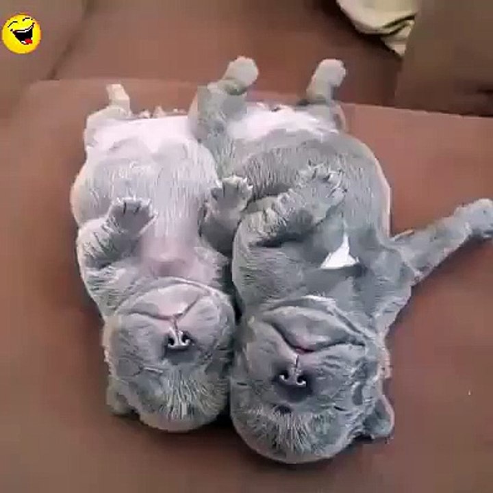 Funny cats video