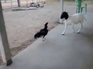 AMAZING FIGHT / UNBELIVEABLE