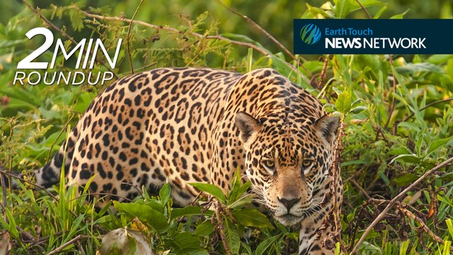 Prince William for wildlife, hitchhiking koalas & jaguars on the hunt