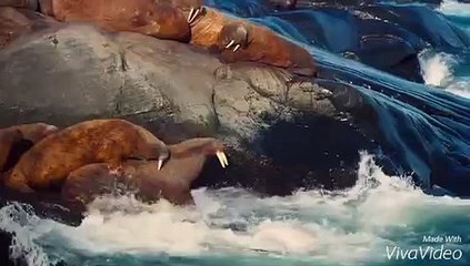 Halloween Night  2006   HD DVD Trailer   Nicolas Cage